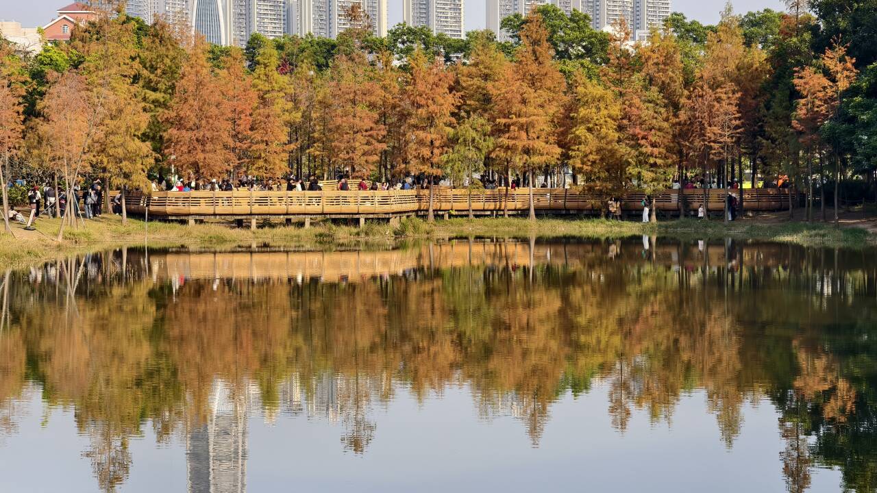 伯母分享给我的图片依旧很有韵味，明明已经一月份了，拍出来的图片却满满的秋天氛围，地点莲花山公园，感觉自己没去过这里，周末有空可以去逛逛。