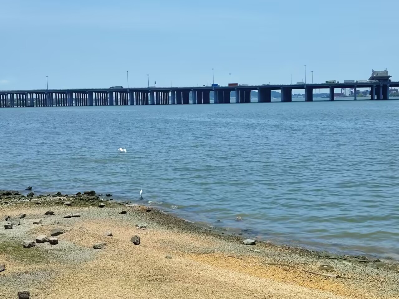 
海边的白鹭自由自在的飞翔着，只要在中午，海边很晒，没什么人的时候，可以看到它们，不像小麻雀，生活在城市里都不怕人了。
