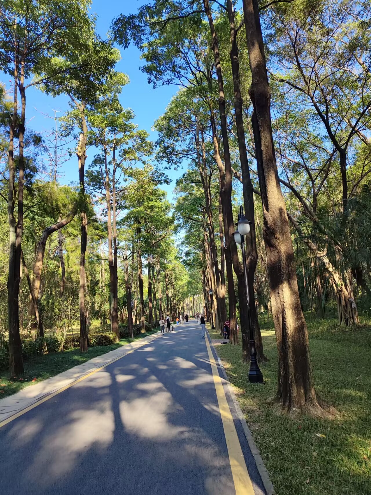周末在公园里散散步，发现随便走走，景色都很宜人，对眼睛实在是太友好了，远离喧嚣和汽车尾气，深圳的天气，已经快要到夏天了