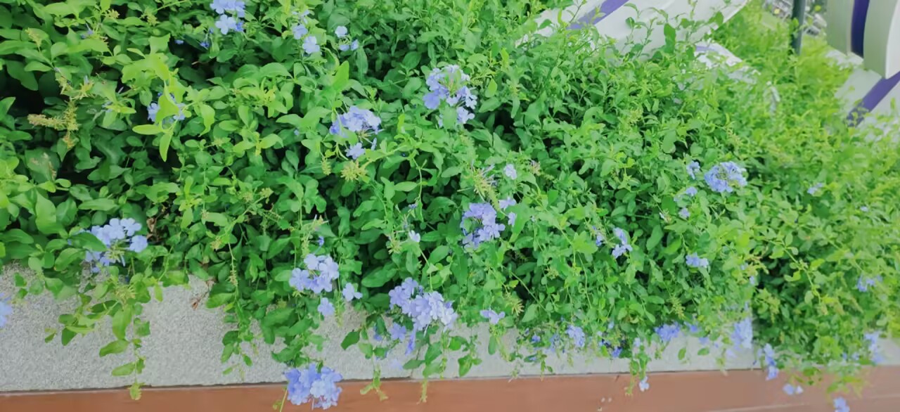 逛公园的时候发现了一丛淡紫色的花，在阳光下，很美妙，在深绿色的叶子的衬托下，紫色花更加像点缀在绿廊中的星星，很闪耀和迷人。