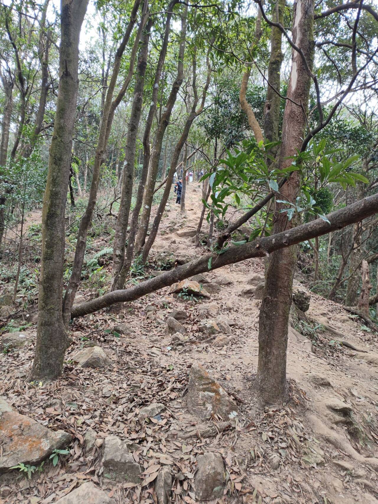 这是我爬山最痛苦的一段经历了，同行的队友爬上山后，走不动，然后问了一下路，结果走上了这种的山路，大家不是农村里出来的孩子，这种路不敢往下踩，怕摔，然后只能靠一个人扶着一人往下走，结果晚上八点半了才下山到公路，到了公路之后，做了一个小时的公交才到市区，才有地铁，真是一段可怕的经历。