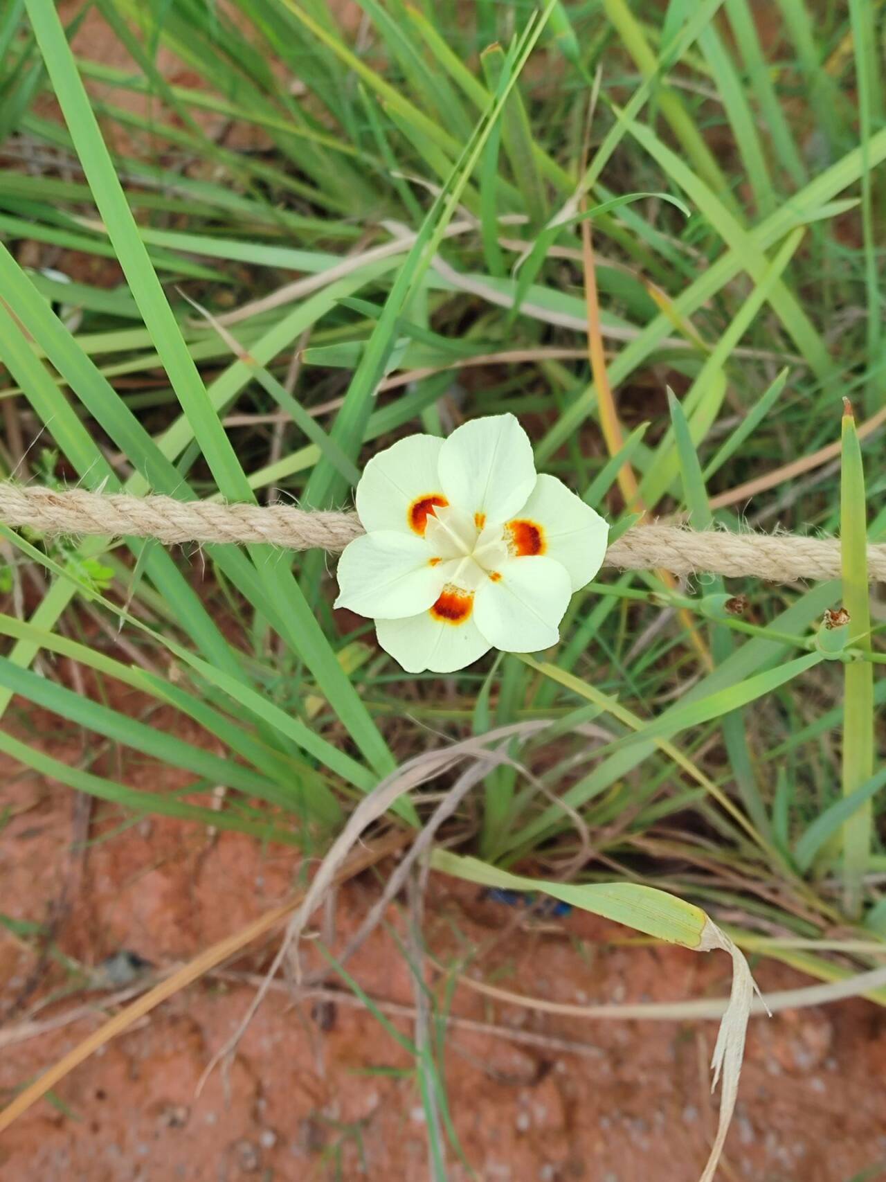 
路边看到特别的小黄花，有六片花瓣，每个都非常的整齐对称，它的叶子还很硬，不容易折断和扯掉。